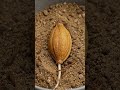 Mediterranean Olive Tree Time-Lapse | From Seed to Fruit