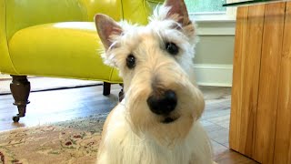 Local resident calls for 24-hour emergency vet care in CSRA