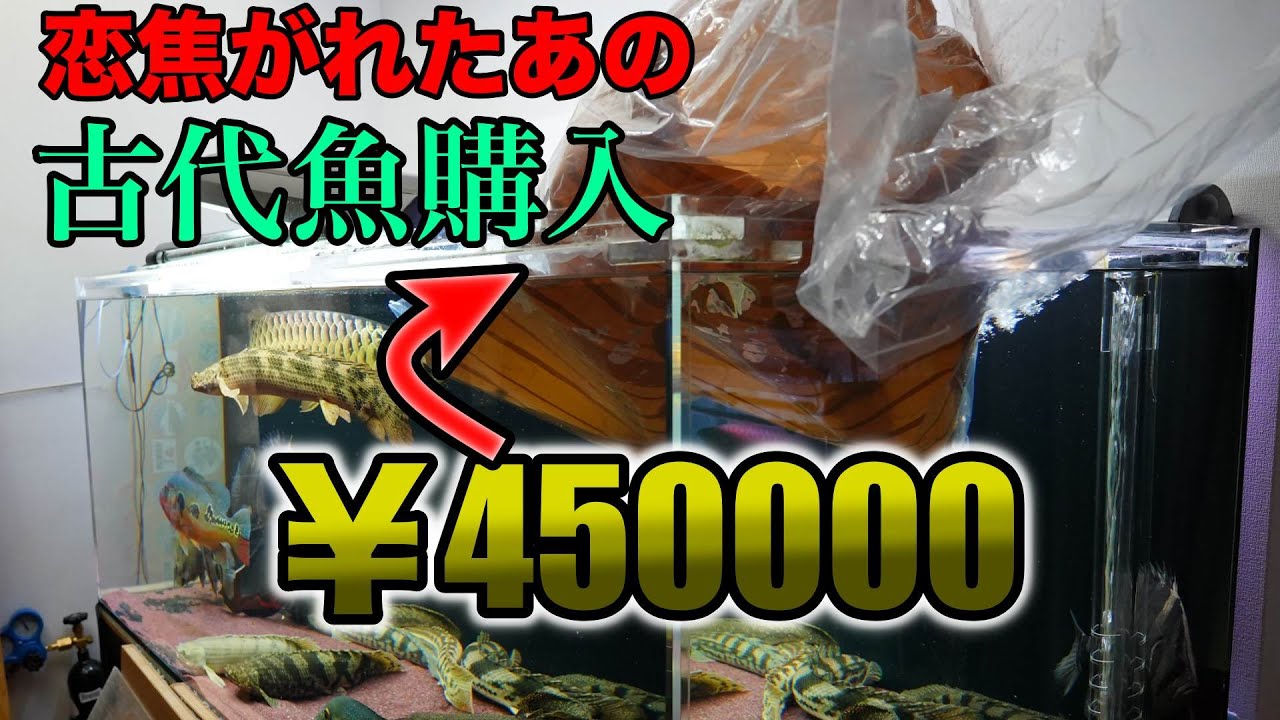 憧れの古代魚をお財布全力フルブッパで購入しました！『アクアリウム
