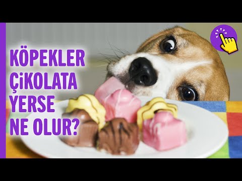 Video: Veterinere Sorun: Köpeğim Çikolata Yiyorsa Ne Yapmalıyım?