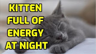 How Do I Get My Kitten To Sleep At Night?