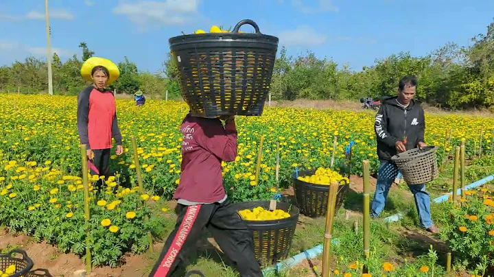 Lopburi: Picking up marigold flowers