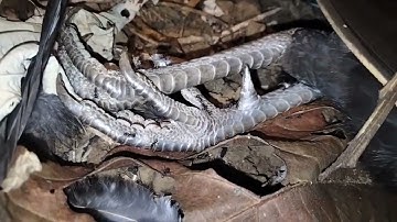 mus cuab noog cuab qaib qus