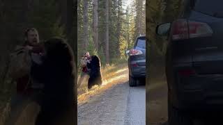 Terrifying Black Bear Attack on a Man by the Side of the Road | Shocking Wildlife Encounter!