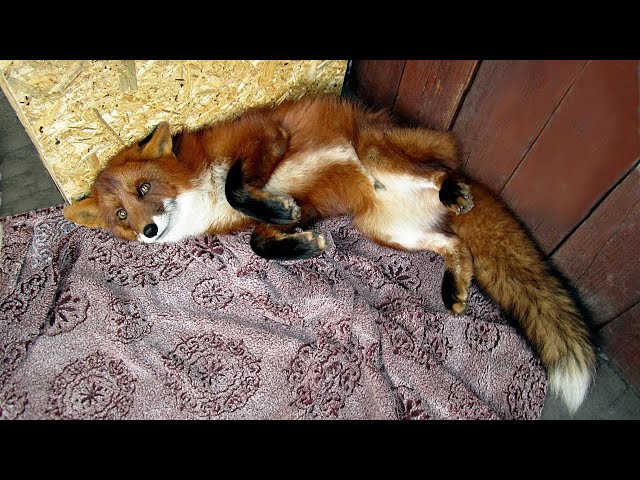 Happy Cutie Foxy ^.^