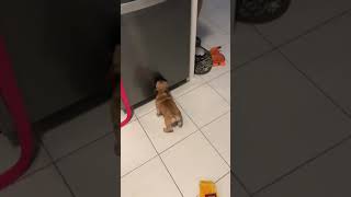 Why? What Did The Whirlpool Logo Do To You?