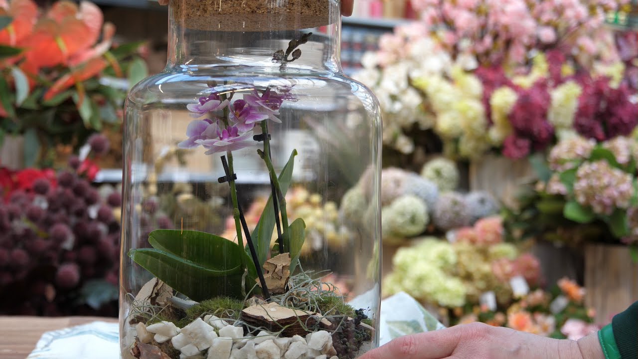 DIY - Orchidee im Mini-Gewächshaus - YouTube