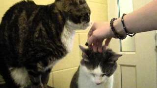 Smokey and Ella the cats for rehoming at Blue Cross in Cambridge