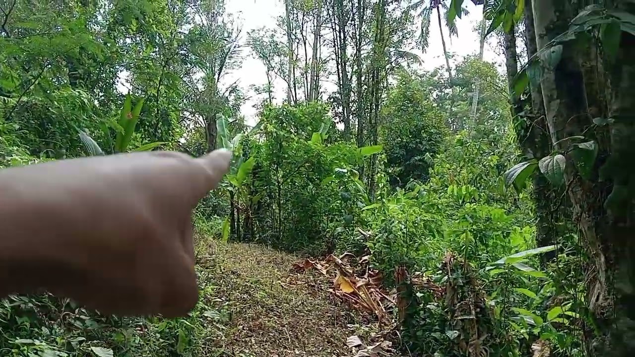 Dijual tanah perkebunan los sungai murah view sangat bagus dengan luas 9980m² di selemadeg barat tbn