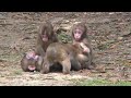 かわいさ溢れる赤ちゃん猿たちの最高の遊び