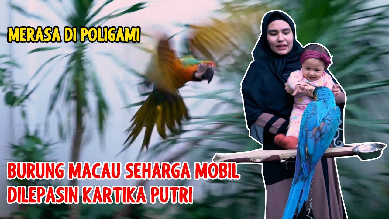 MERASA DI POLIGAMI BURUNG MACAU HABIB SEHARGA MOBIL DI LEPAS KARTIKA