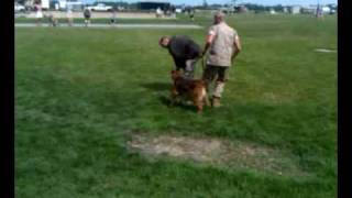Marine K9 Demo #1