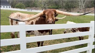 Homeskoolin’ Volume 598, Tom Bukovac, “Steers  & Gear” (Starring JD Simo)