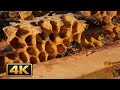 The Bees Are Awake! First Spring Inspection 🐝