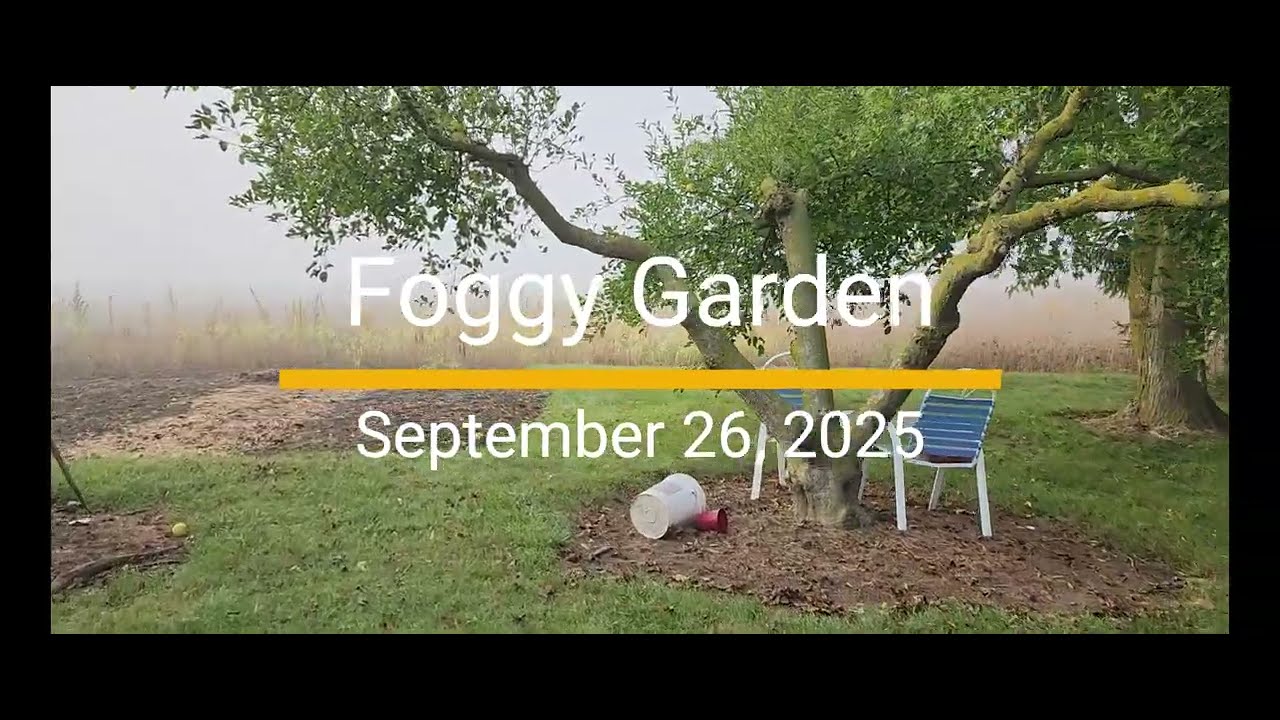 September foggy garden