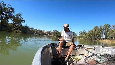 Metre plus Murray cod on camera 🎥