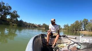 Metre plus Murray cod on camera 🎥