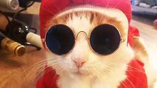 Funny Cute Cats Compilation / Сборник смешных кошек / مواقف طريفة للقطط / 面白い猫の編集 by Crazy Cats 151 views 4 years ago 3 minutes, 58 seconds