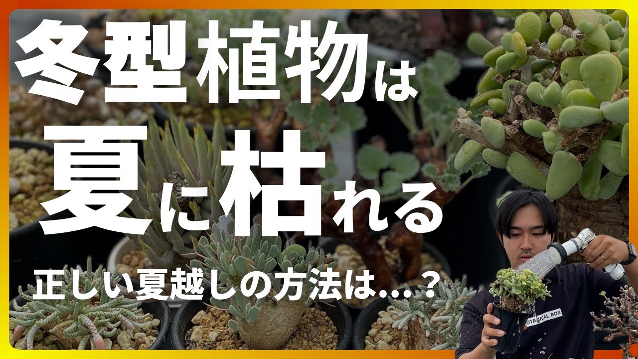 冬型植物ー夏の管理方法｜徹底解説