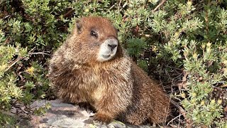Yellow-bellied Marmots - Whistle Call, Stand on Alert