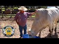 VISITANDO A CIA N.A. BULLS - PARTE 01 (A BOIADA)