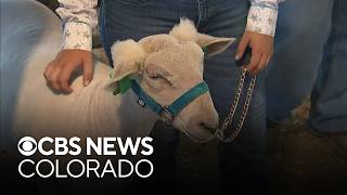 Adams County Fair kicked off Wednesday morning with a sheep showcase