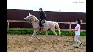 Арабский Скакун Минэк, Окрас Сметанка-В-Гречку. Рассказ Об Арабских Лошадях