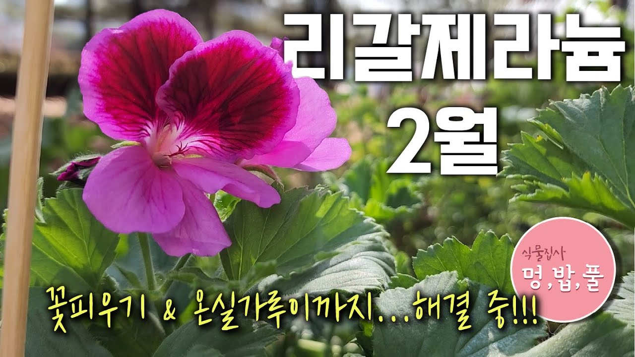 제라늄,리갈제라늄 2월의 고민해결!!! 꽃피우기,온실가루이,리갈제라늄의 종류