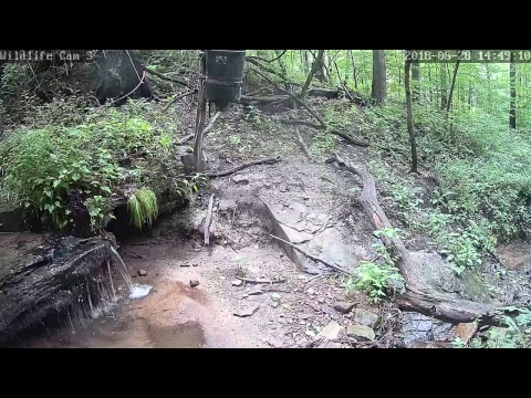 webcamera stegna Live Deer & Wildlife Webcam 3