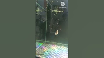 Cận cảnh cá la hán size nhỏ đầu gù siêu to ăn trùng huyết #Shorts