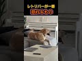 レトリバーが最もビビるもの。