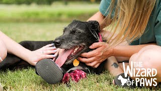 Wizard of Paws Season Three Promos | Penny