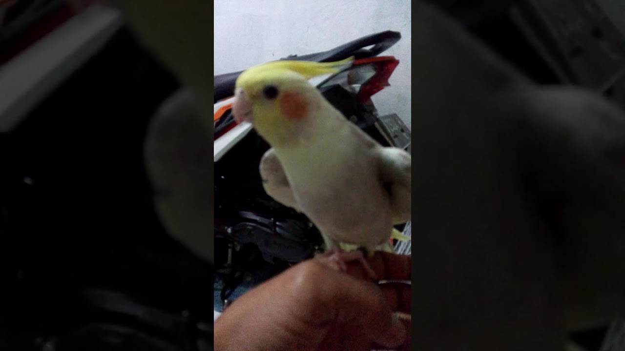 Falk Jantan Dan Betina By Upik Prasetio