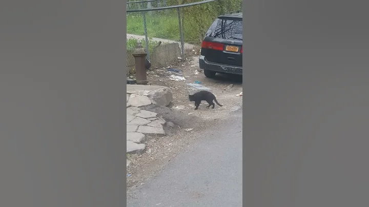 Fordham Road Cats with Curtis & Nancy