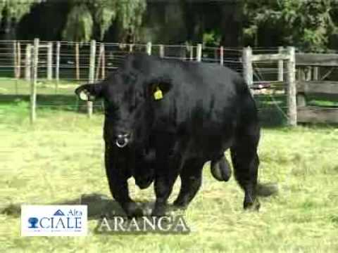 CIALE Alta Toro Arangá camera iphone 8 plus apk