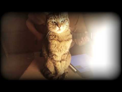 【大丈夫】眉村ちあき　弾き語りカバー　猫とともに