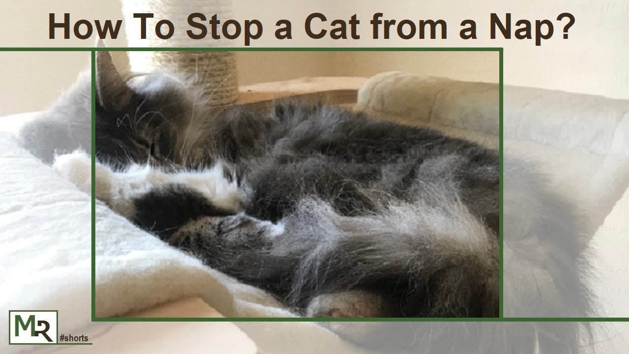 How To Stop a Cat from a Nap | 