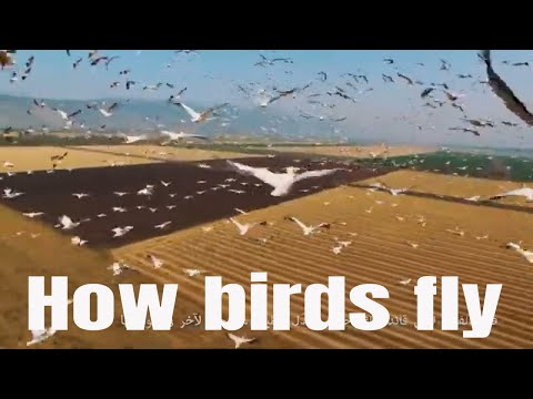 فيديو: كيف تتحرك الطيور