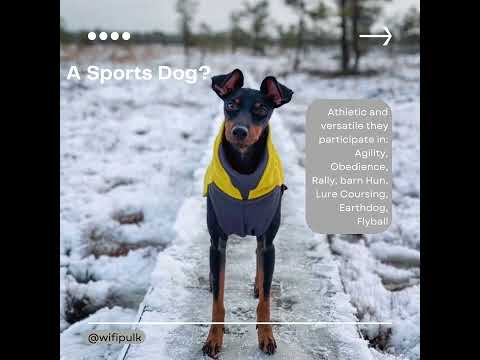 Manchester Terrier #breedoftheweek