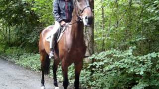 Reiterin Im Schiltwald