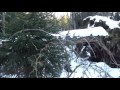 Медведь в берлоге 21 января 2017