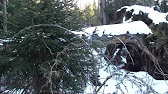 медвежья пробка фото