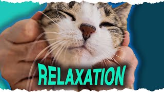 Four minutes of Cat Relaxation
