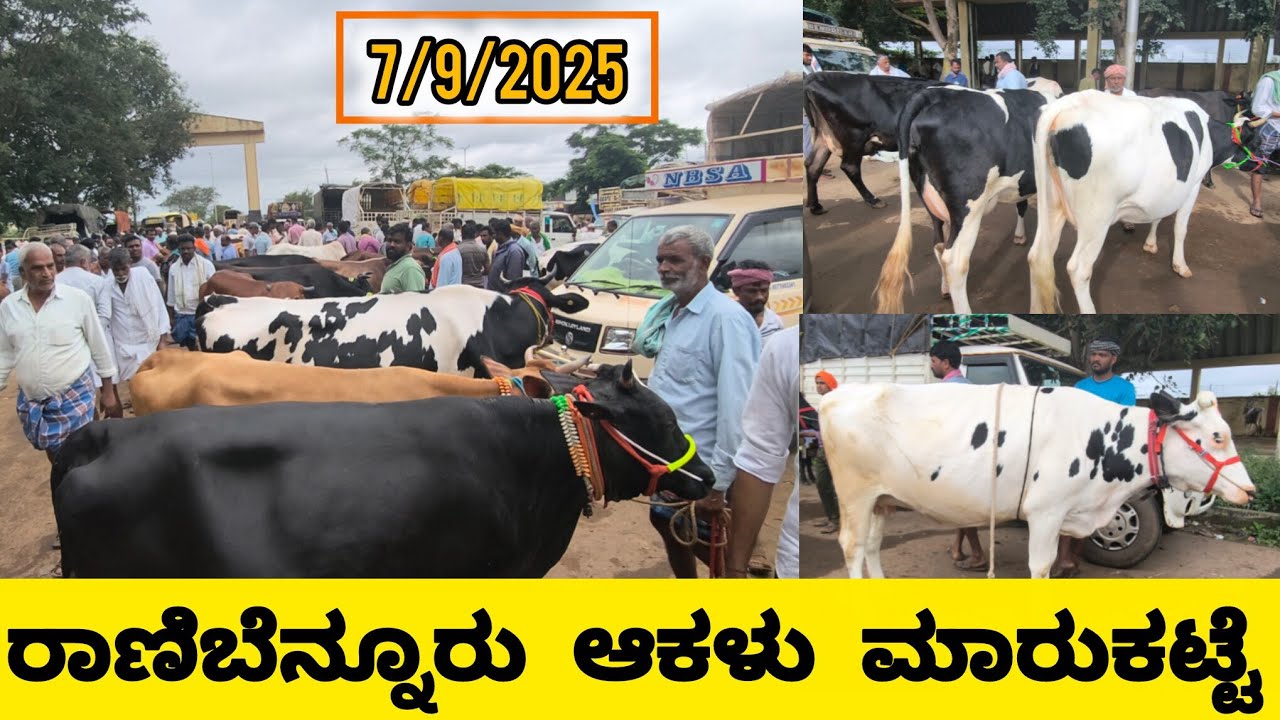 ರಾಣೆಬೆನ್ನೂರು ಭರ್ಜರಿ ಆಕಳು ಮಾರುಕಟ್ಟೆ/Ranebennur cattle market live update 7/9/2025