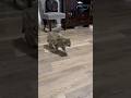 Goobie the Maine Coon kitten #mainecoon #cat #cats #cute #trending #viral #follow #love #adorable