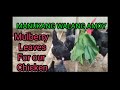 MULBERRY LEAVES AS CHICKEN FEED/BENEFITS OF MULBERRY LEAVES TO CHICKEN/MANUKANG WALANG AMOY