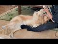 この動画編集も今日で最後に。ありがとうございました。【Golden Retriever japan】