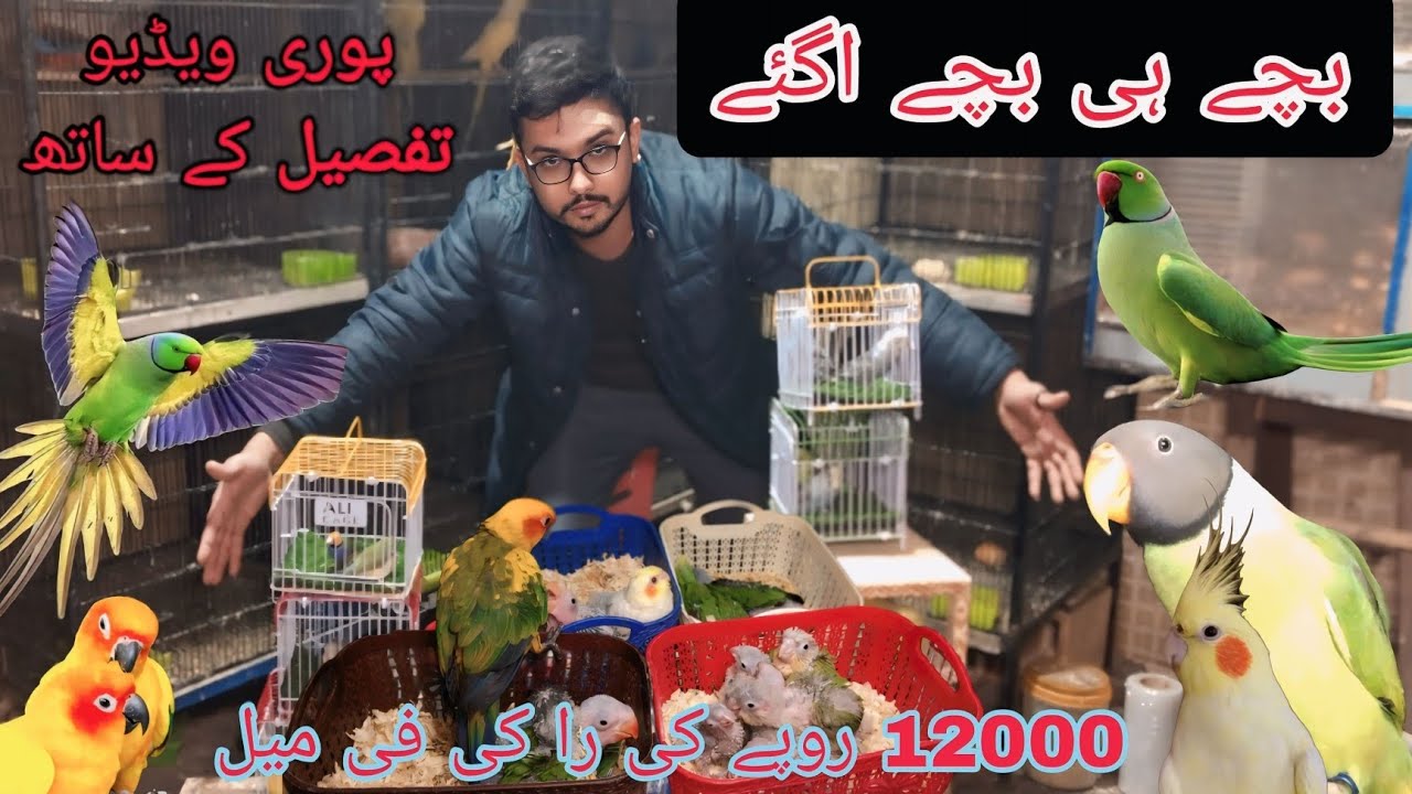 رانا بھائی نے لگا دیے بچے ہی بچے را کی فیمیل 12 ہزار روپے کی #breedingpair @Pakistanlahorepets 🙂