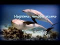 Нырять, чтобы жить/Dive to live