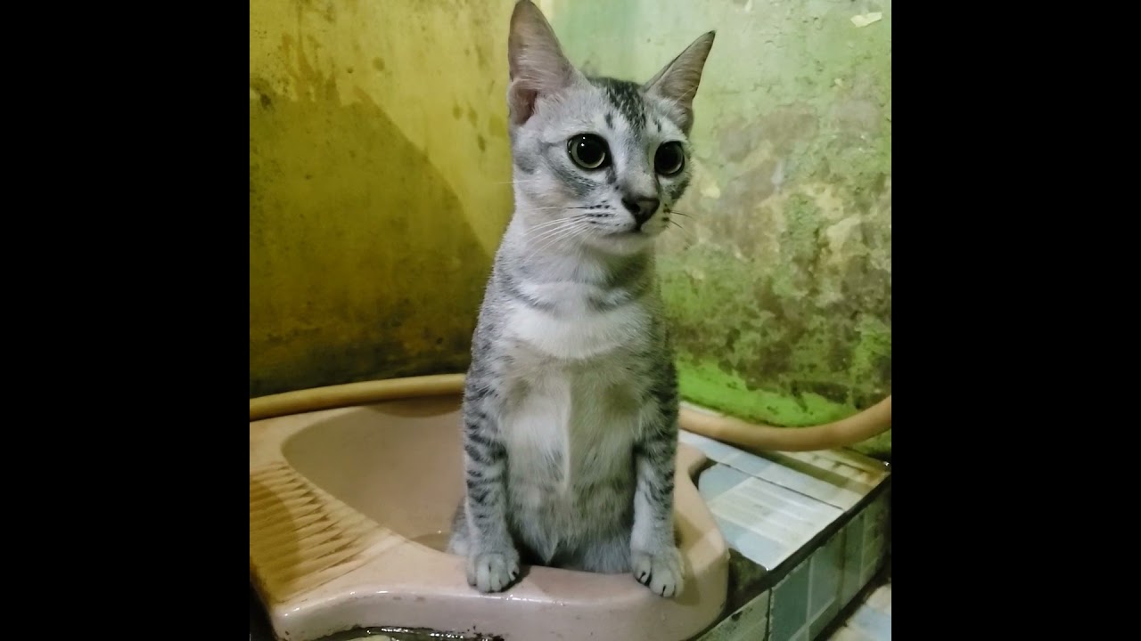 Drama sangJURAGAN😅part.12😅